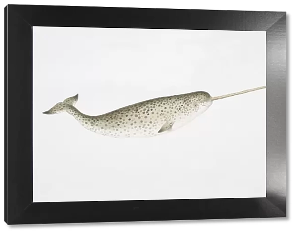 Narwhal (Monodon monoceros) with characteristically long tusk, side view