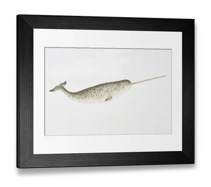 Framed Print : Narwhal (Monodon monoceros) with characteristically long tusk, side view Framed Print : Narwhal (Monodon monoceros) with characteristically long tusk, side view