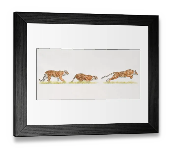 Framed Print : Tiger (Panthera tigris) moving from standing to crouching position and finally leaping
