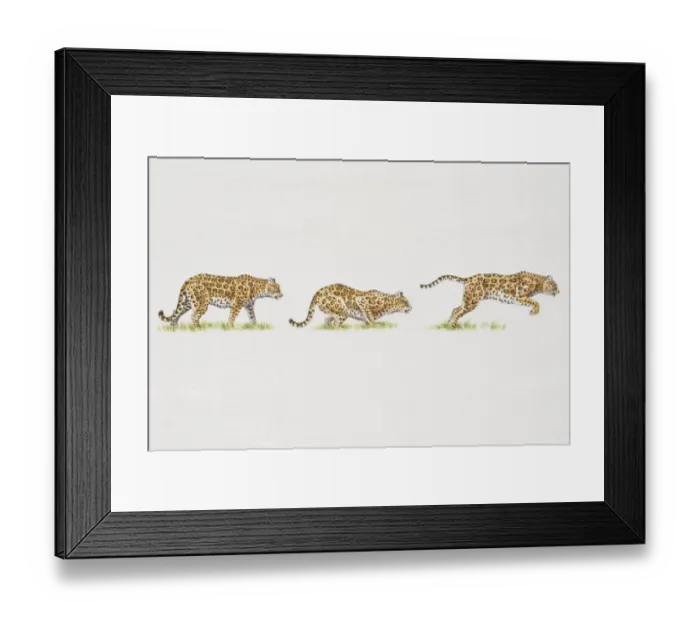 Framed Print : Jaguar (Panthera onca) moving from standing to crouching position and finally leaping Framed Print : Jaguar (Panthera onca) moving from standing to crouching position and finally leaping