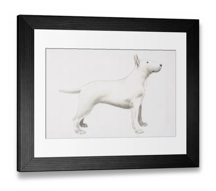 Framed Print : White Bull Terrier (Canis familiaris), side view