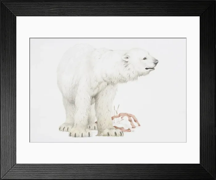 Framed Print : Polar bear (Ursus Maritimus) standing with its head turned to right Framed Print : Polar bear (Ursus Maritimus) standing with its head turned to right