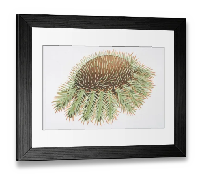 Framed Print : Crown of Thorns Starfish (Acanthaster planci)