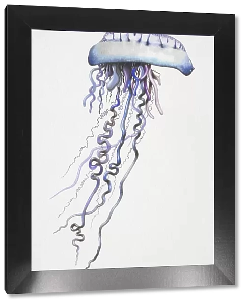 Portuguese Man o War (Physalia physalis) with long, dangling, purple-blue tentacles