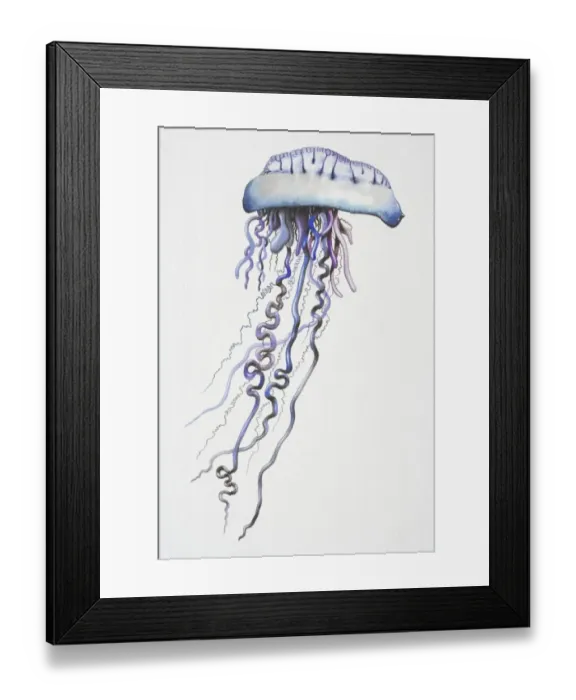 Framed Print : Portuguese Man o War (Physalia physalis) with long, dangling, purple-blue tentacles