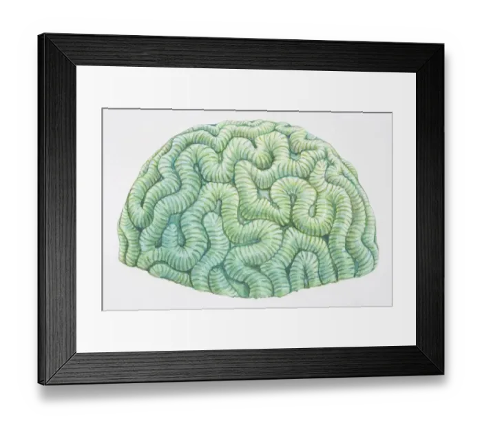 Framed Print : Brain Coral (Diploria labyrinthiformis) Framed Print : Brain Coral (Diploria labyrinthiformis)