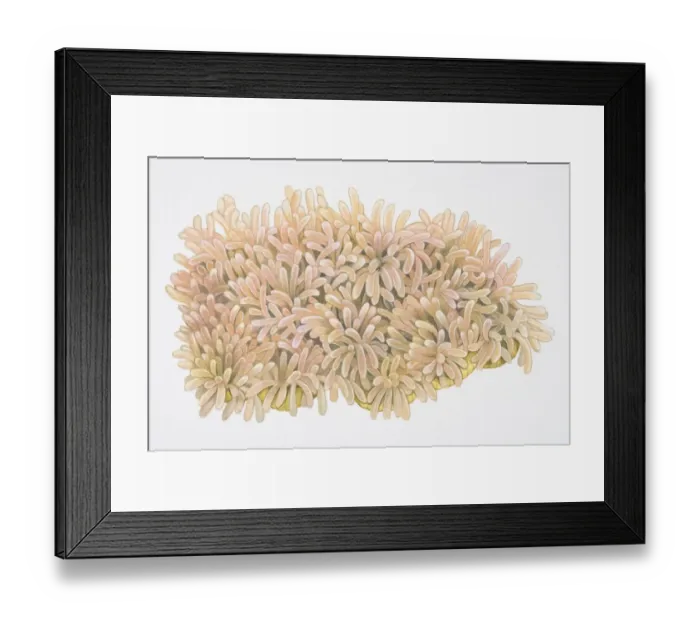 Framed Print : Finger-shaped clusters of Ritters Radianthus or Magnificent Sea Anemone (Heteractis magnifica) Framed Print : Finger-shaped clusters of Ritters Radianthus or Magnificent Sea Anemone (Heteractis magnifica)