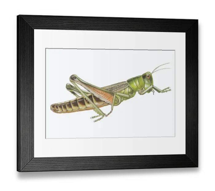 Framed Print : Meadow Grasshopper (Chorthippus parallelus), side view Framed Print : Meadow Grasshopper (Chorthippus parallelus), side view
