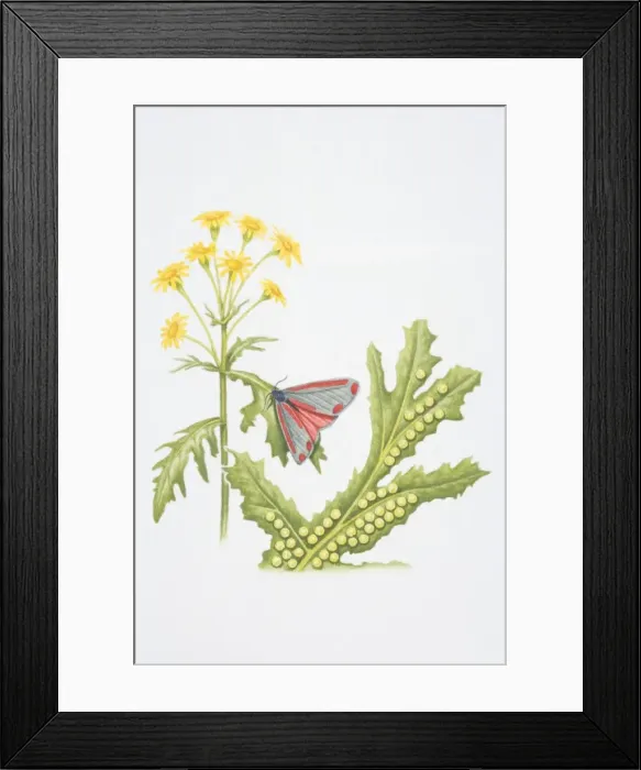 Framed Print : Cinnabar Moth (Tyria jacobaeae) perched on leaf of yellow flower, eggs laid on underside of leaf shown in separate, enlarged section