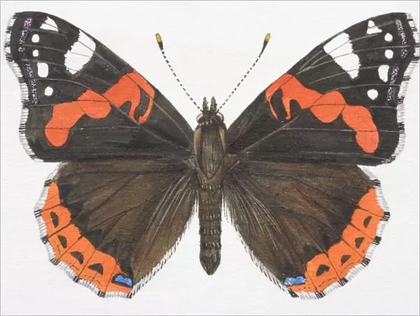 Red Admiral butterfly (Vanessa atalanta) with open wings
