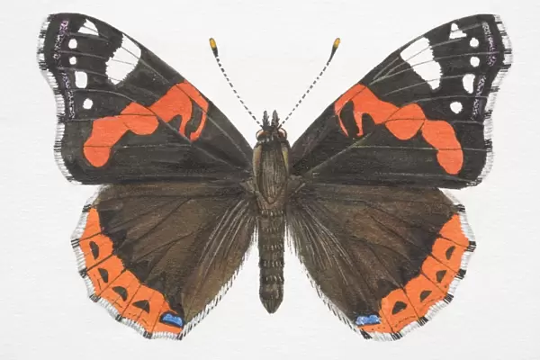 Red Admiral butterfly (Vanessa atalanta) with open wings
