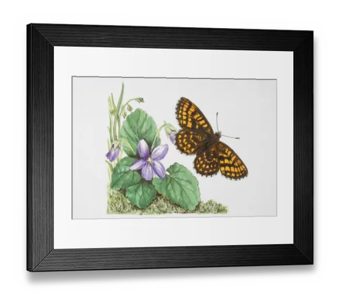 Framed Print : Heath Fritillary butterfly (Melitaea athalia) flying near a purple flower