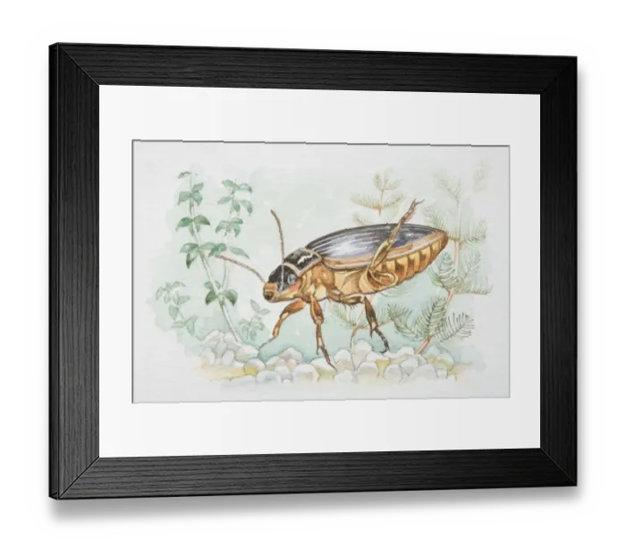 Framed Print : Great Diving Beetle (Dytiscus marginalis) in underwater flora Framed Print : Great Diving Beetle (Dytiscus marginalis) in underwater flora
