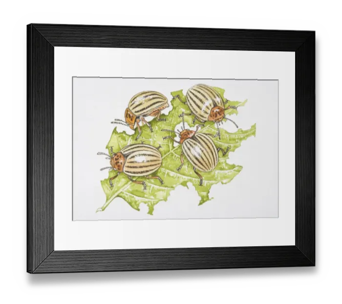 Framed Print : Four Colorado Beetles (Leptinotarsa decemlineata) feeding on a potato leaf Framed Print : Four Colorado Beetles (Leptinotarsa decemlineata) feeding on a potato leaf