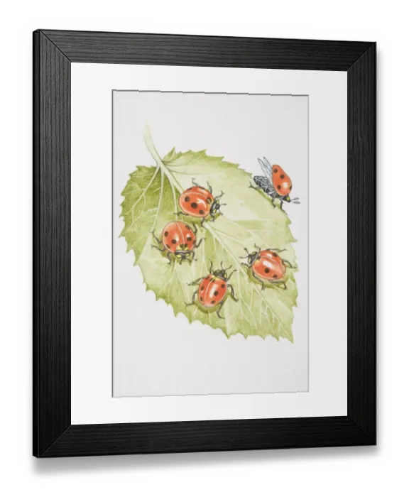Framed Print : Four Ladybirds (Coccinella septempunctata) on a leaf Framed Print : Four Ladybirds (Coccinella septempunctata) on a leaf