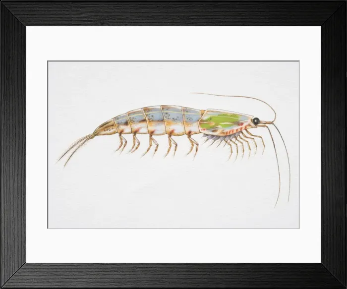 Framed Print : Colourful Krill (Malacostracan crustacean), side view