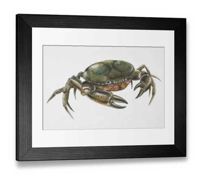 Framed Print : Shore Crab (Carcinus maenas) with deep green carapace Framed Print : Shore Crab (Carcinus maenas) with deep green carapace