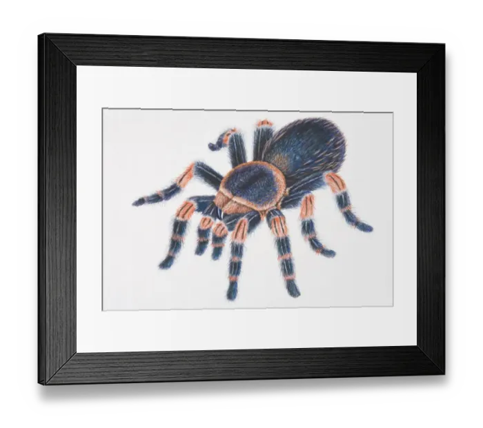 Framed Print : Mexican Red-kneed Tarantula (Brachypelma smithi), hairy black spider with red markings on legs, high angle view Framed Print : Mexican Red-kneed Tarantula (Brachypelma smithi), hairy black spider with red markings on legs, high angle view