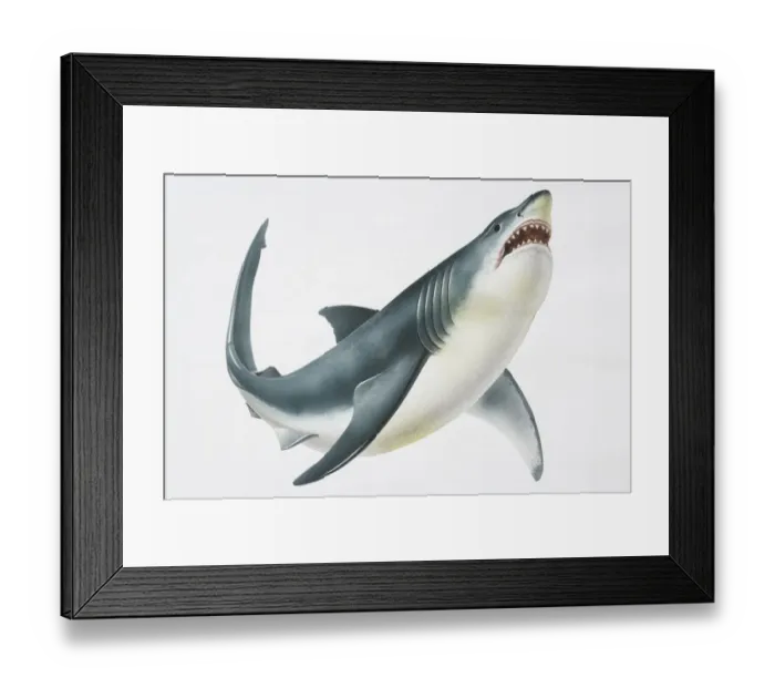 Framed Print : Great White Shark (Carcharodon carcharias) showing its teeth, low angle view Framed Print : Great White Shark (Carcharodon carcharias) showing its teeth, low angle view