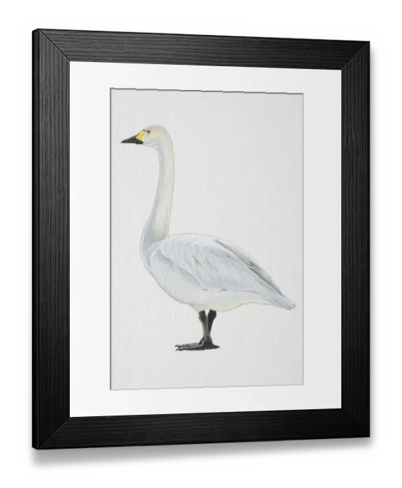 Framed Print : Tundra or Bewicks Swan (Cygnus columbianus), with yellow-black bill and black feet, side view Framed Print : Tundra or Bewicks Swan (Cygnus columbianus), with yellow-black bill and black feet, side view