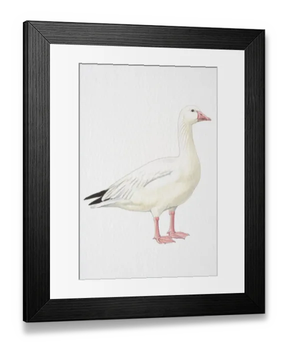 Framed Print : Snow Goose (Chen caerulescens), side view Framed Print : Snow Goose (Chen caerulescens), side view