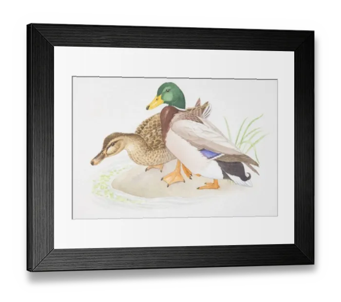Framed Print : Brown female and colourful male Mallard (Anas platyrhynchos) standing together at edge of water Framed Print : Brown female and colourful male Mallard (Anas platyrhynchos) standing together at edge of water