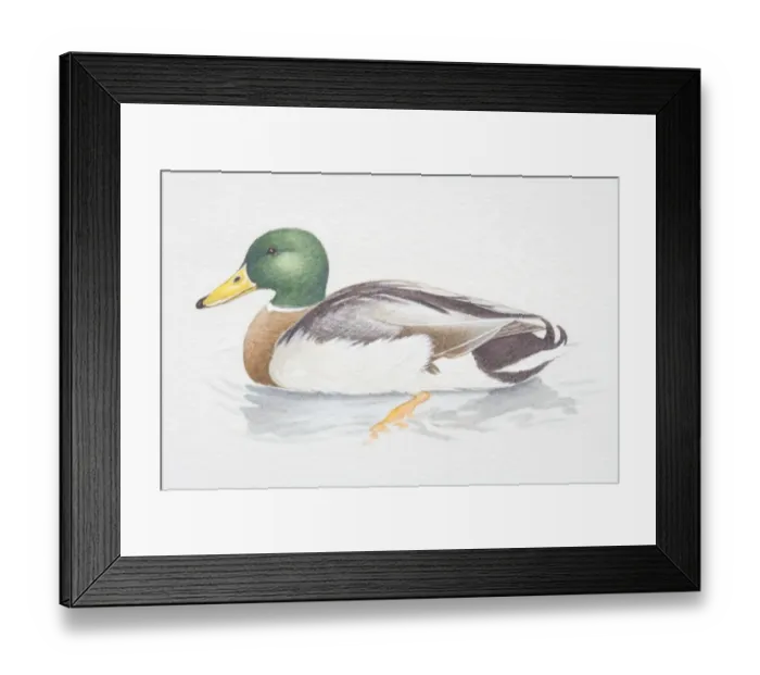 Framed Print : Male Mallard (Anas platyrhynchos) in water, side view