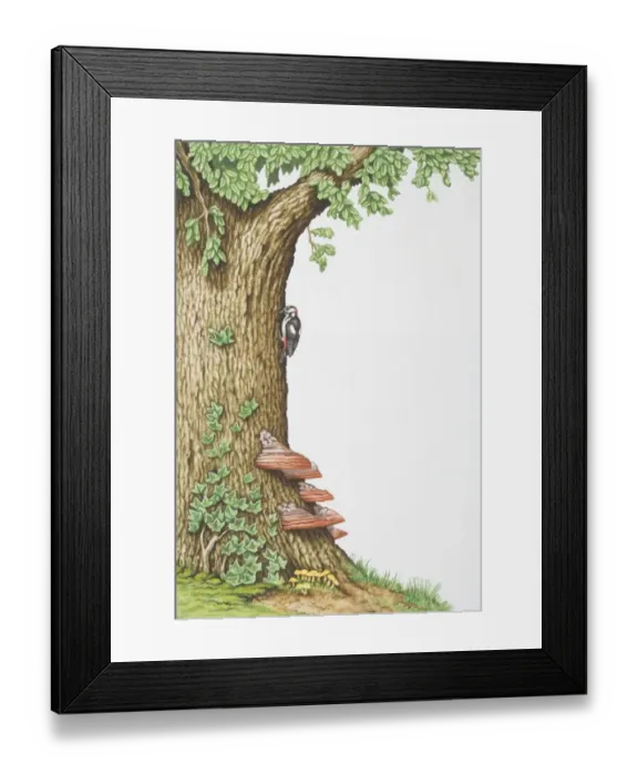 Framed Print : Great Spotted Woodpecker (Dendrocopos major) clinging to side of oak tree trunk overgrown with bracket fungi and ivy Framed Print : Great Spotted Woodpecker (Dendrocopos major) clinging to side of oak tree trunk overgrown with bracket fungi and ivy