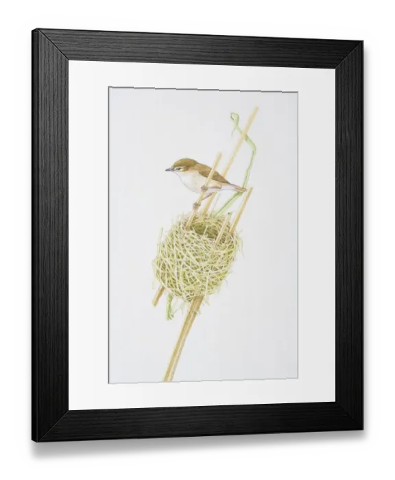 Framed Print : Reed Warbler (Acrocephalus scirpaceus) clutching reed stalk above nest Framed Print : Reed Warbler (Acrocephalus scirpaceus) clutching reed stalk above nest