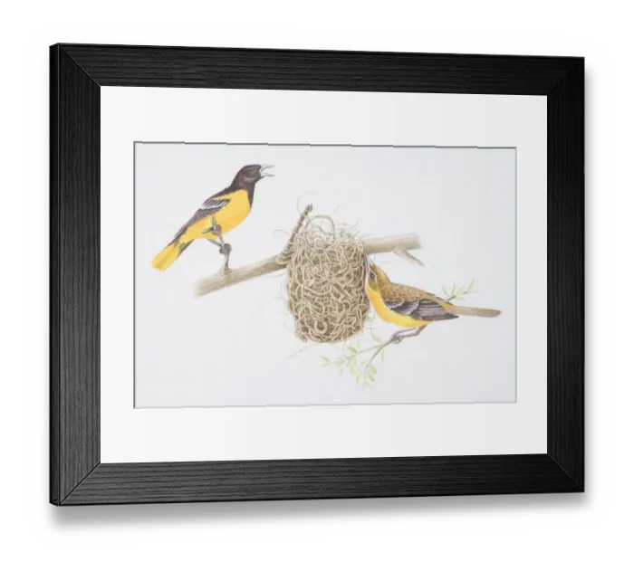 Framed Print : Northern Oriole (Icterus galbula), female bird building nest, male bird whistling, side view Framed Print : Northern Oriole (Icterus galbula), female bird building nest, male bird whistling, side view
