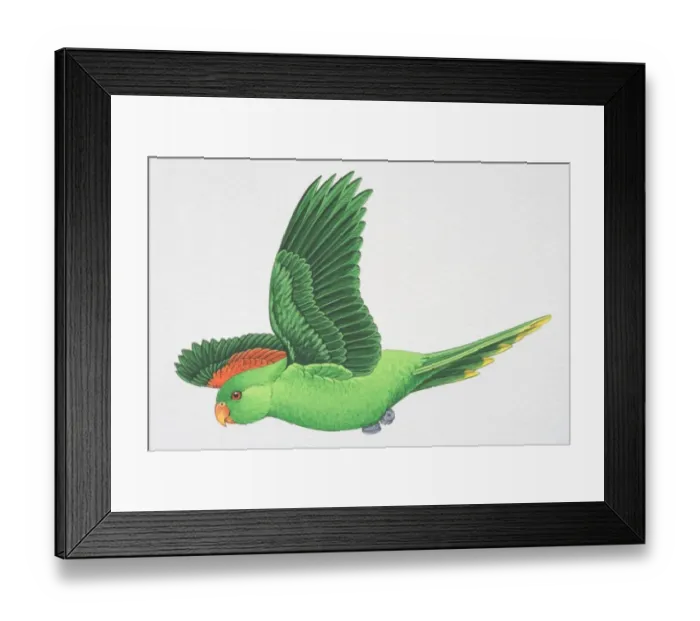 Framed Print : Red-winged or Crimson-winged Parrot (Aprosmictus erythropterus), green parrot with red wing feathers flying, side view Framed Print : Red-winged or Crimson-winged Parrot (Aprosmictus erythropterus), green parrot with red wing feathers flying, side view