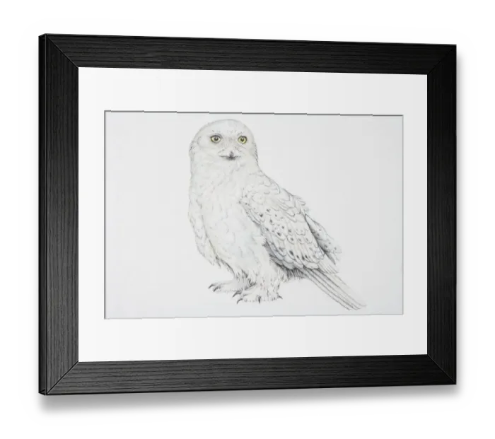 Framed Print : Snowy Owl (Nyctea scandiaca) Framed Print : Snowy Owl (Nyctea scandiaca)