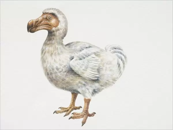 Mauritian Dodo (Raphus cucullatus), compact bird with curved, brown bill and brown feet, side view