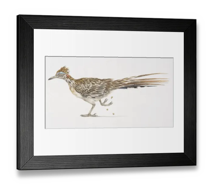 Framed Print : Greater Roadrunner (Geococcyx californianus), side view of bird with long tail feathers, one foot lifted Framed Print : Greater Roadrunner (Geococcyx californianus), side view of bird with long tail feathers, one foot lifted