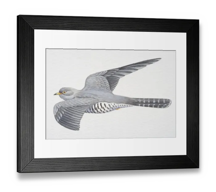 Framed Print : Common or Eurasian Cuckoo (Cuculus canorus), grey wings spread in flight Framed Print : Common or Eurasian Cuckoo (Cuculus canorus), grey wings spread in flight