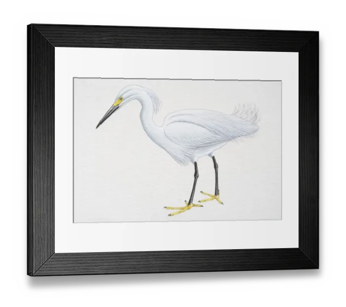 Framed Print : Snowy Egret (Egretta thula), with white plumage, black bill and yellow feet, side view Framed Print : Snowy Egret (Egretta thula), with white plumage, black bill and yellow feet, side view