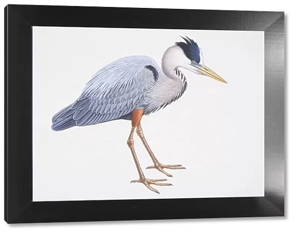 Great Blue Heron (Ardea herodias), with long legs and silver-blue feathers, side view