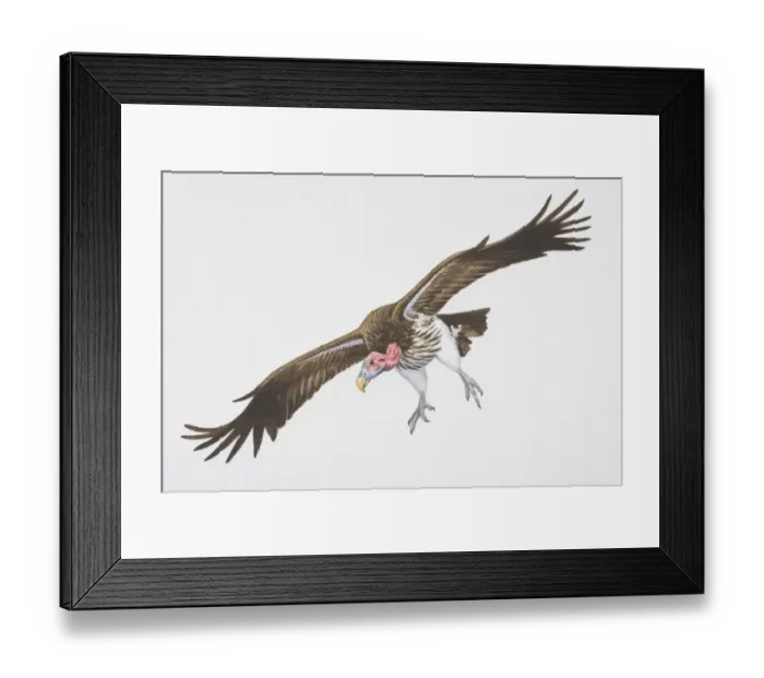 Framed Print : Lappet-faced or Nubian Vulture (Aegypius tracheliotus), brown wings spread in flight
