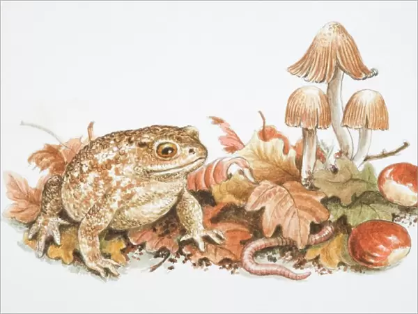 Natterjack Toad (Bufo calamita) perched on fallen leaves, next to chestnuts, rainworm and trio of mushrooms