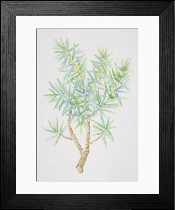 Framed Print : Juniperus, juniper, needle-like sprig Framed Print : Juniperus, juniper, needle-like sprig