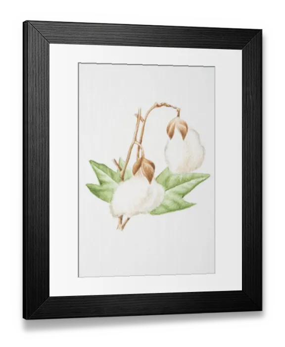 Framed Print : Gossypium hirsutum, Upland Cotton plant Framed Print : Gossypium hirsutum, Upland Cotton plant
