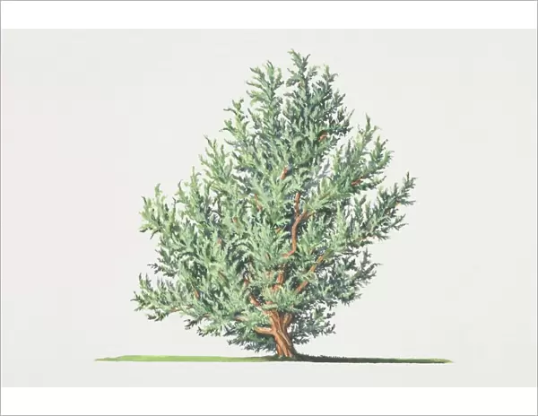 Juniperus communis, Common Juniper tree