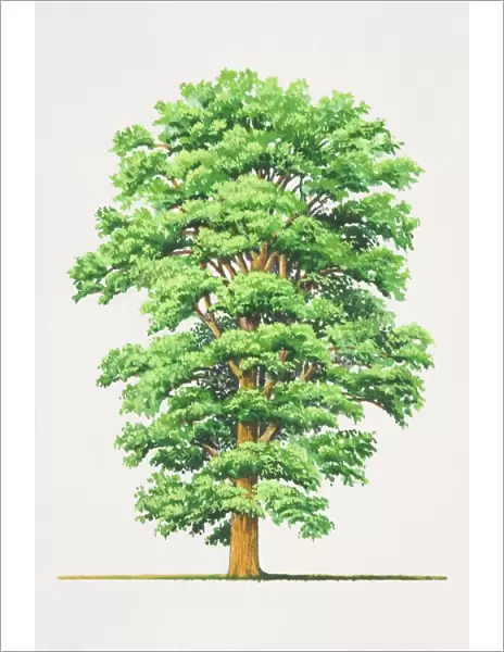 Ulmus procera, English Elm tree