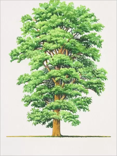 Ulmus procera, English Elm tree