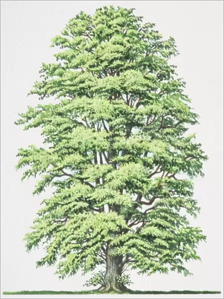 Tilia x europaea, Lime tree