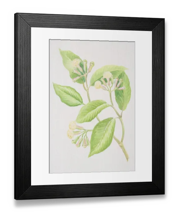Framed Print : Syzygium aromaticum, Clove, sprig with flowerheads Framed Print : Syzygium aromaticum, Clove, sprig with flowerheads
