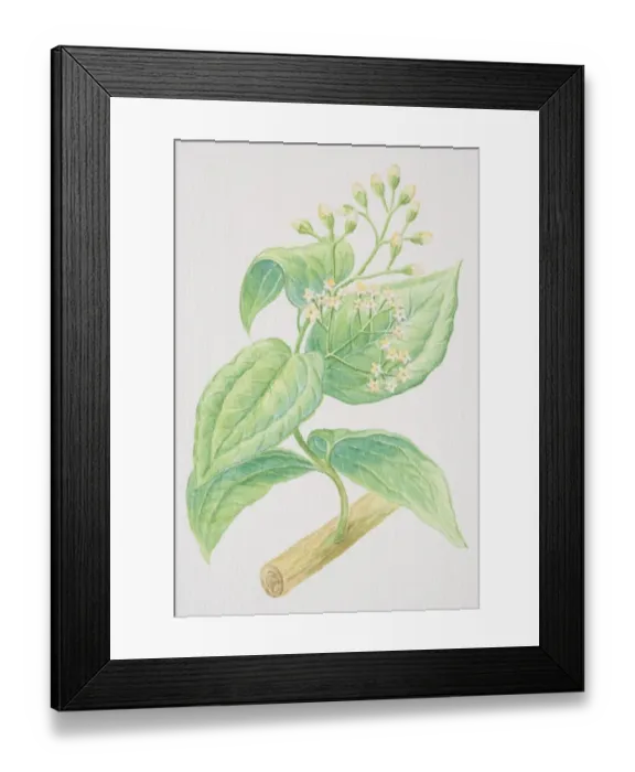 Framed Print : Cinnamomum verum, Cinnamon stalk with flowers and buds