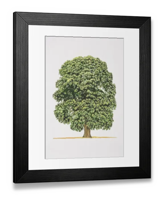 Framed Print : Castanea sativa, Spanish Chestnut or Sweet Chestnut tree Framed Print : Castanea sativa, Spanish Chestnut or Sweet Chestnut tree