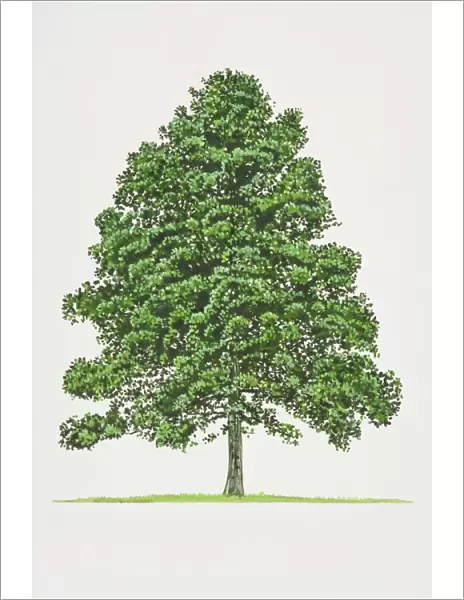 Alnus glutinosa, Common Alder tree