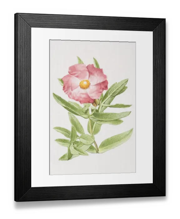 Framed Print : Cistus incanus, Rock Rose or Sun Rose, elevated view Framed Print : Cistus incanus, Rock Rose or Sun Rose, elevated view